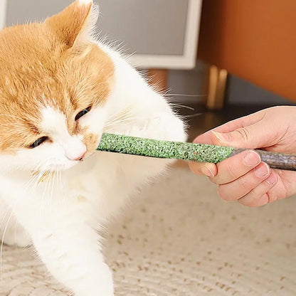 buy cat grass teething sticks - Pet Supplies - Cat Grass Sticks