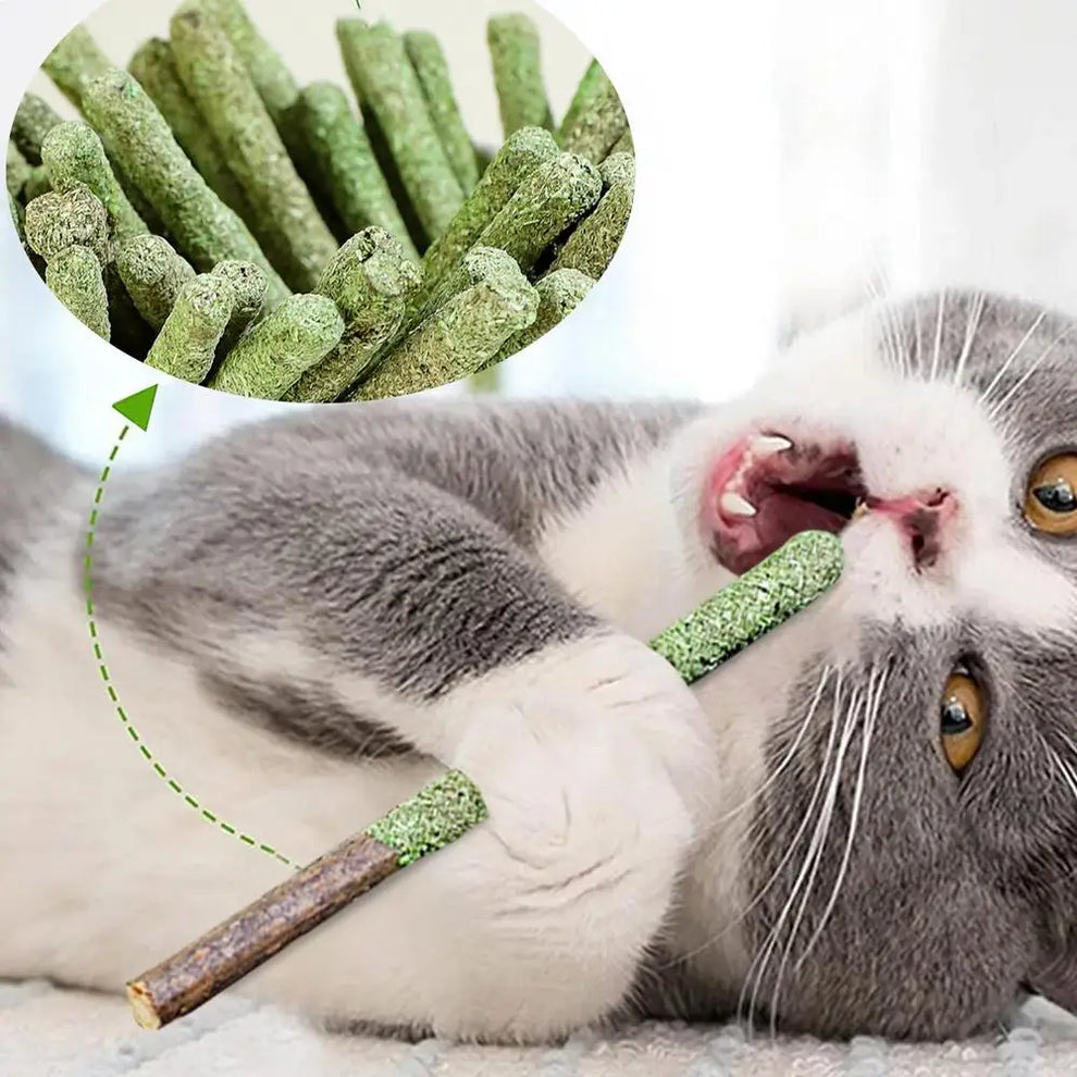 cat molar sticks viral - Pet Supplies - Cat Grass Sticks