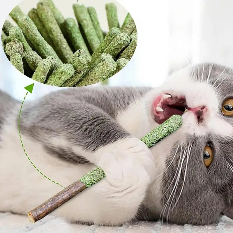 cat grass teething sticks - Pet Supplies - Cat Grass Sticks